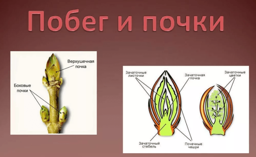 Решение рисунок 1