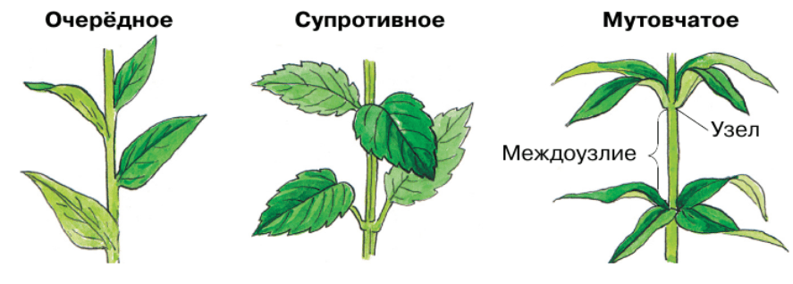 Решение рисунок 2