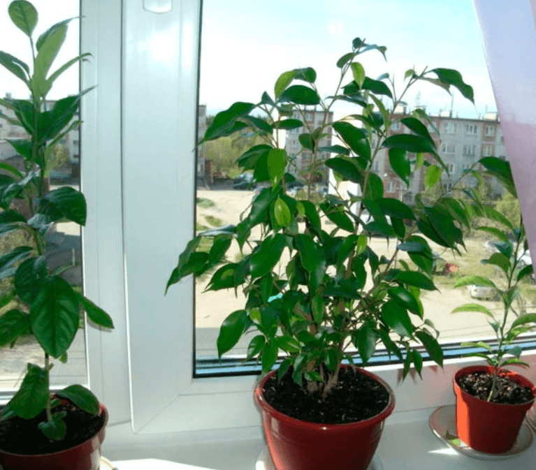 Решение рисунок 1