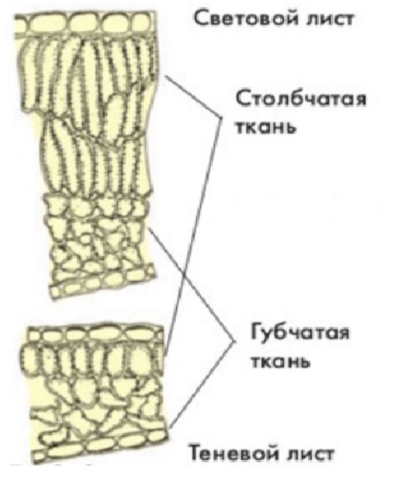 Решение рисунок 2