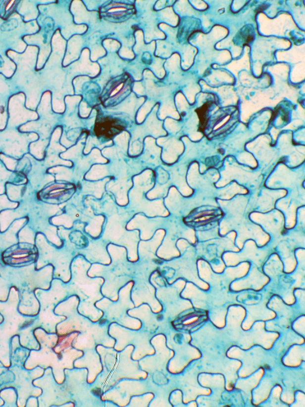 Решение рисунок 4