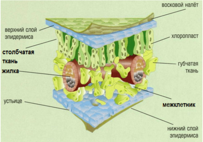 Решение рисунок 1
