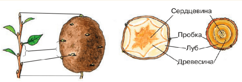 Решение рисунок 6