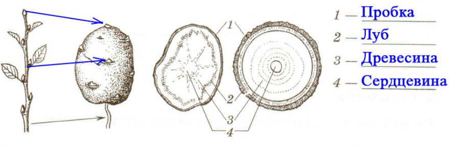 Решение рисунок 7