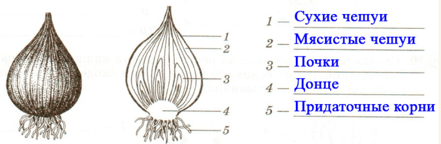 Решение рисунок 3