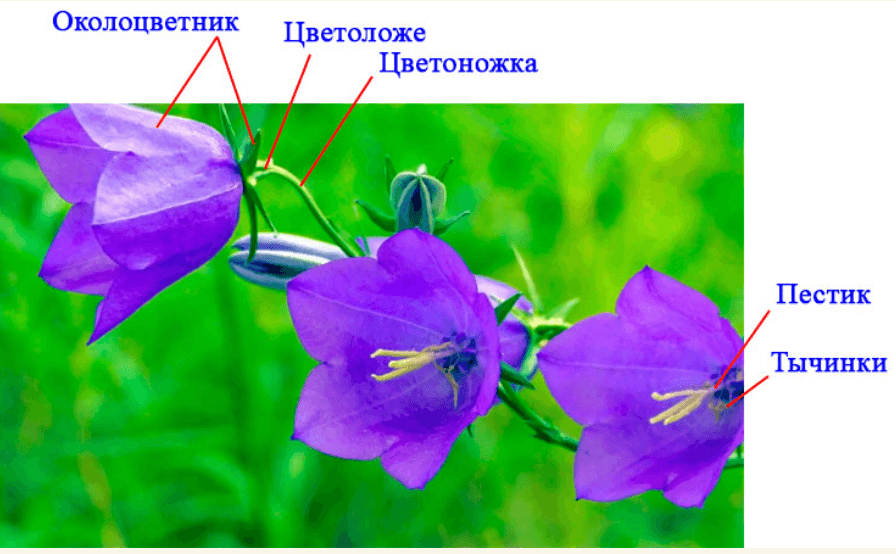 Решение рисунок 1