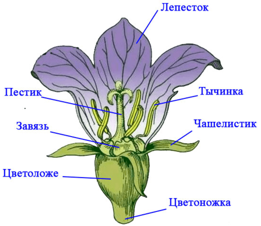 Решение рисунок 5