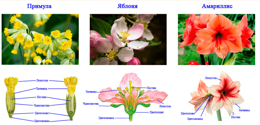 Решение рисунок 1