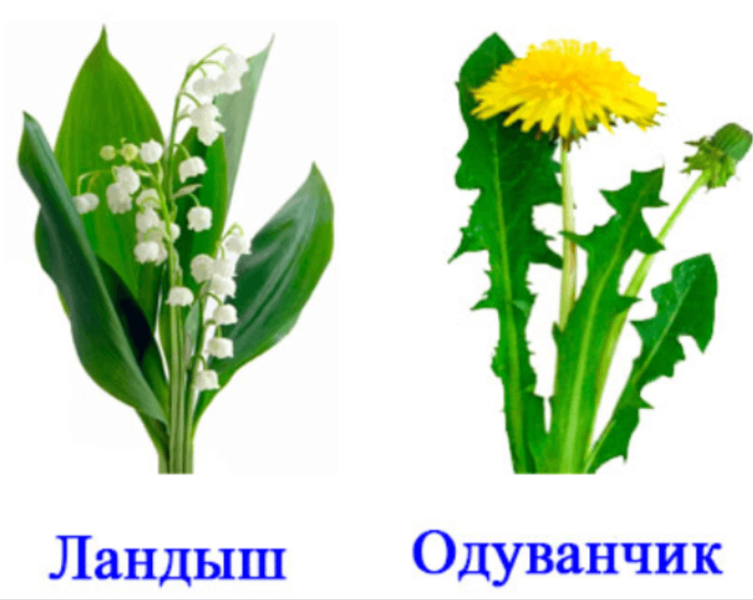 Решение рисунок 1