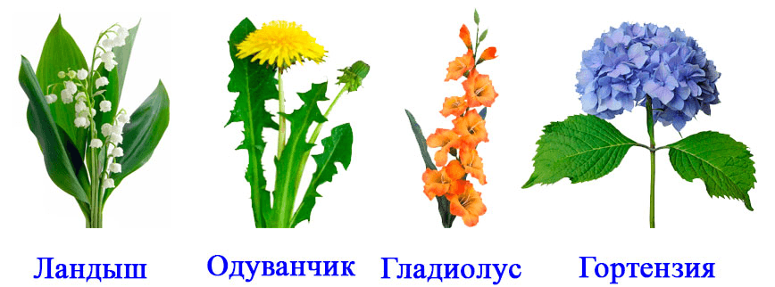 Решение рисунок 1