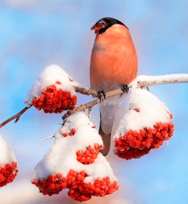 Решение рисунок 1