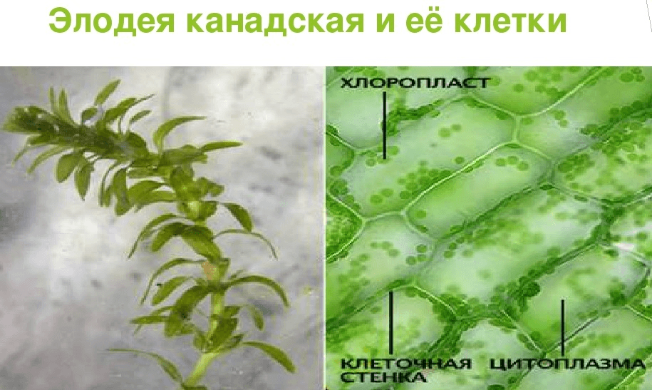 Решение рисунок 2