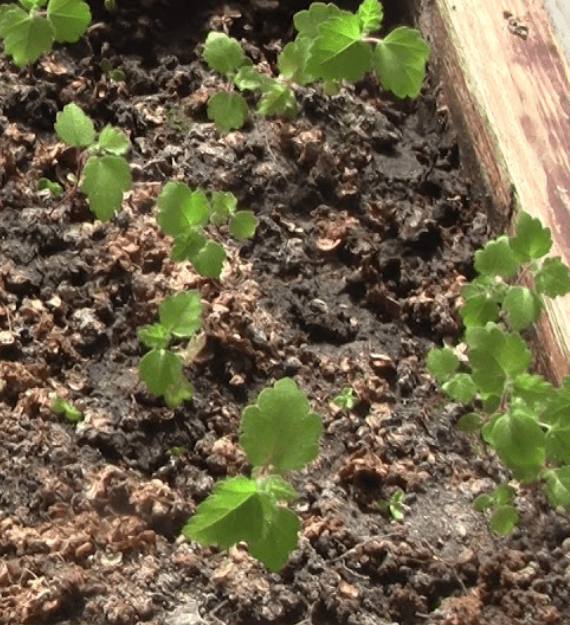 Решение рисунок 1