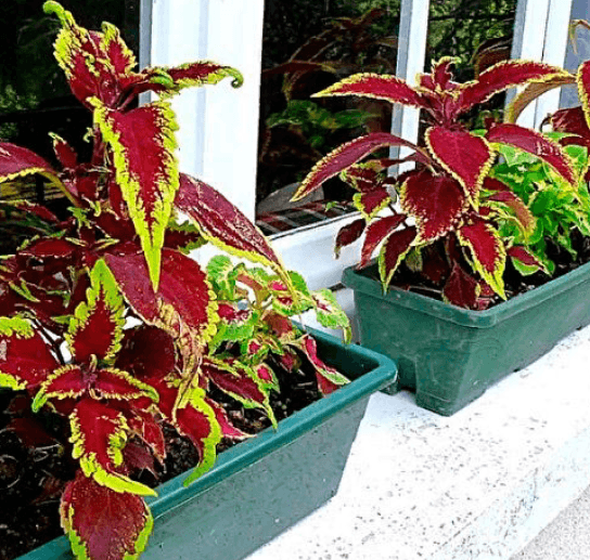 Решение рисунок 1