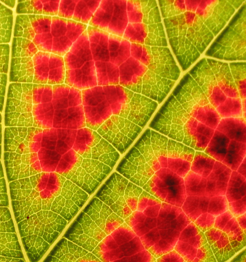 Решение рисунок 1