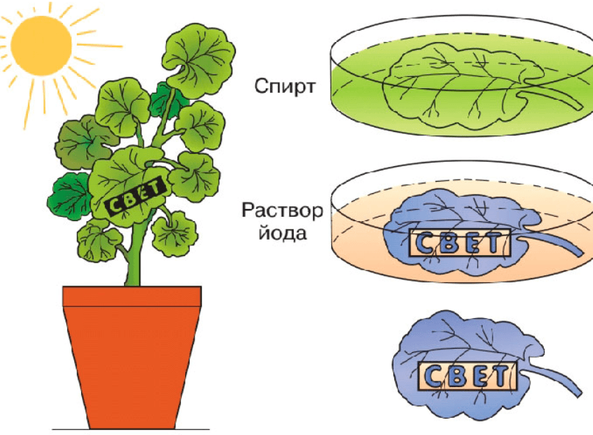 Решение рисунок 1