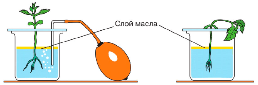 Решение рисунок 1