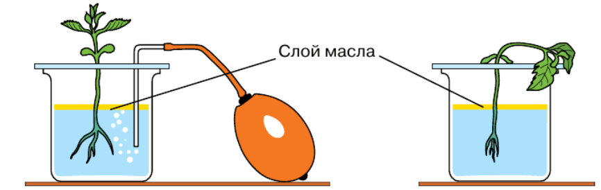 Задание рисунок 1