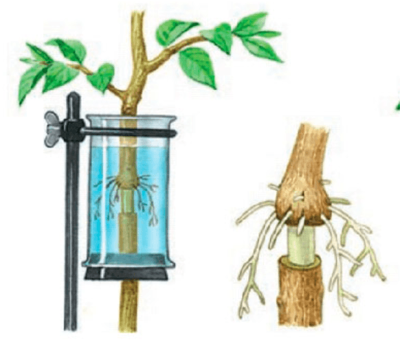 Решение рисунок 1