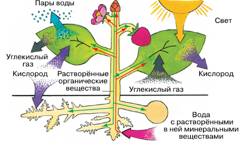 Задание рисунок 1