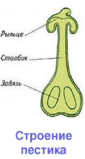 Решение рисунок 1