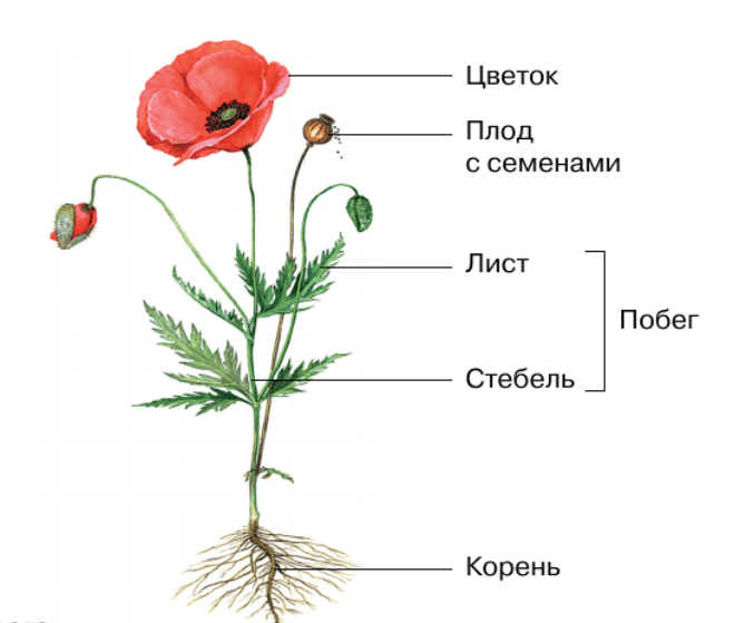 Решение рисунок 1