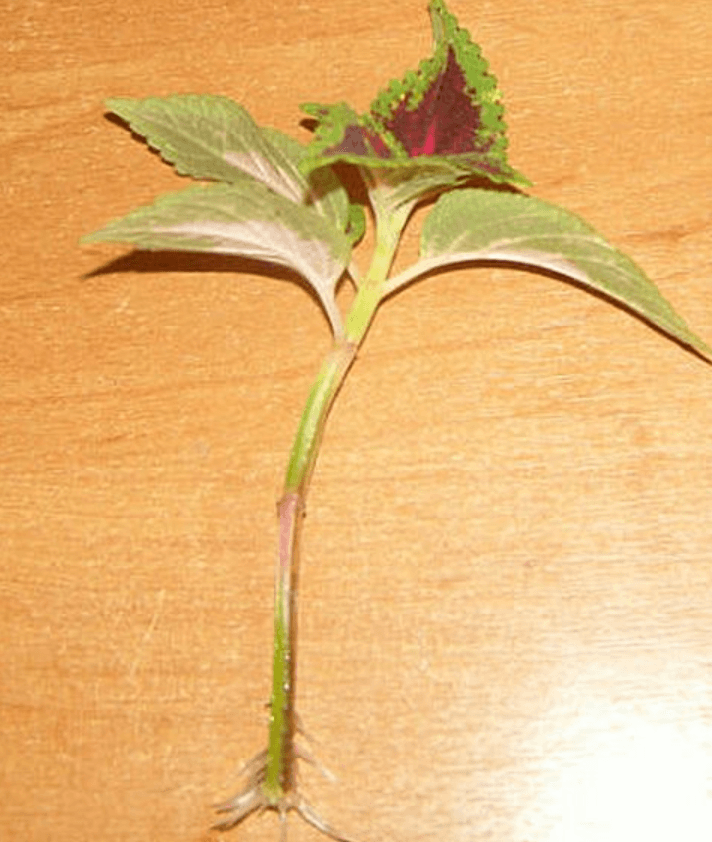 Решение рисунок 2