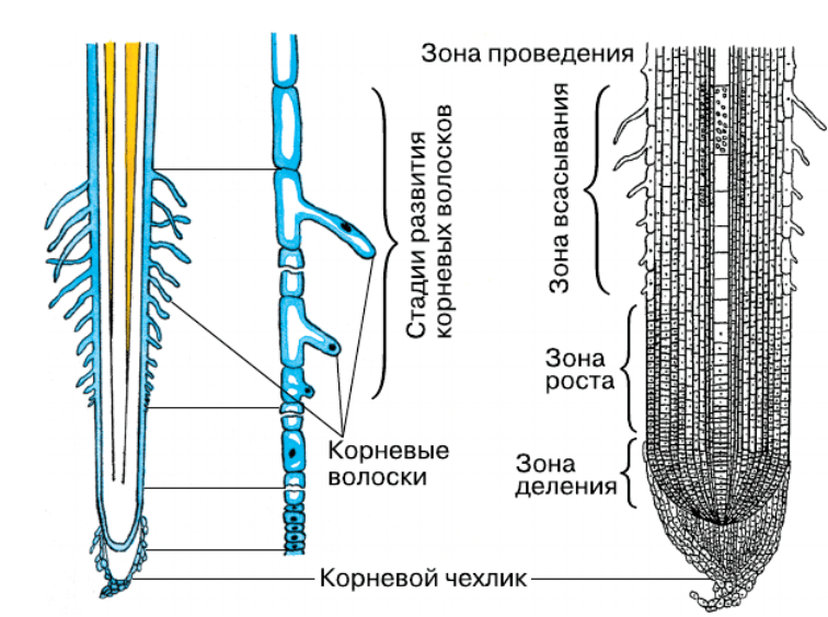 Решение рисунок 1