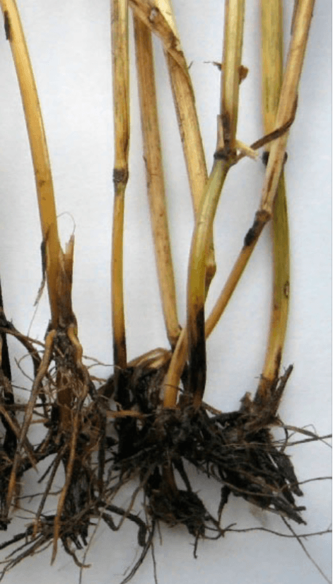 Решение рисунок 1