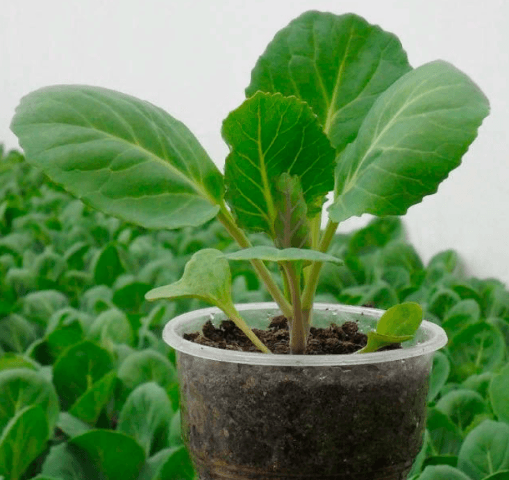 Решение рисунок 1