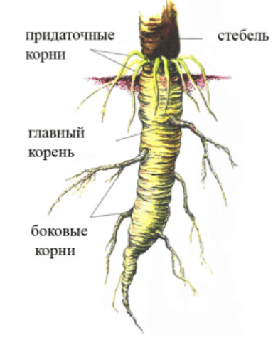 Решение рисунок 1