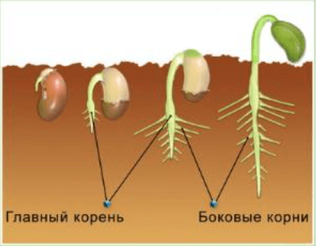 Решение рисунок 2