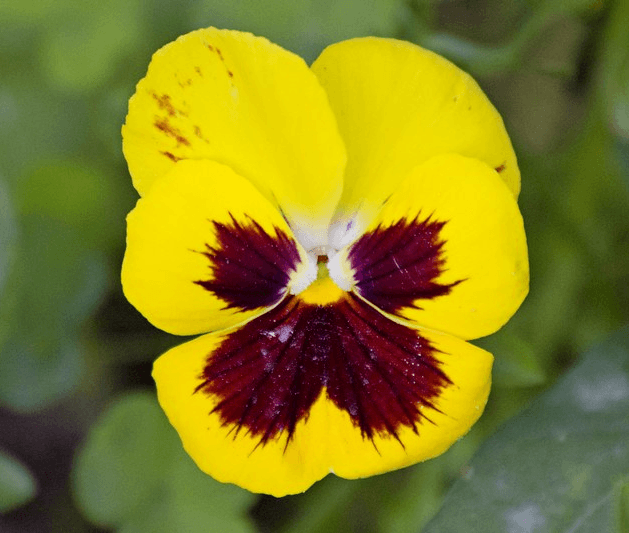 Решение рисунок 1