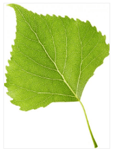 Задание рисунок 1