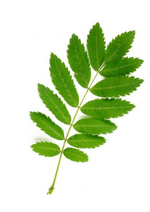 Решение рисунок 1