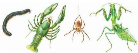 Задание рисунок 1