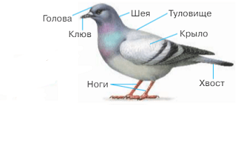 Задание рисунок 1