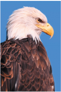 Задание рисунок 1