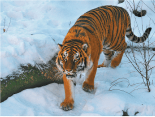 Задание рисунок 1