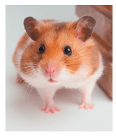 Задание рисунок 1