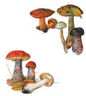 Задание рисунок 1