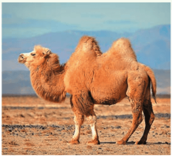 Задание рисунок 1