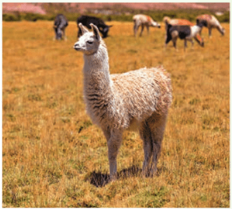 Задание рисунок 2