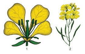 Решение рисунок 1