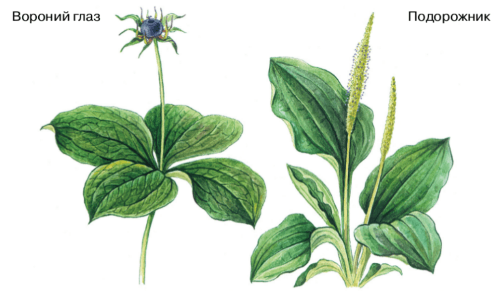 Решение рисунок 1