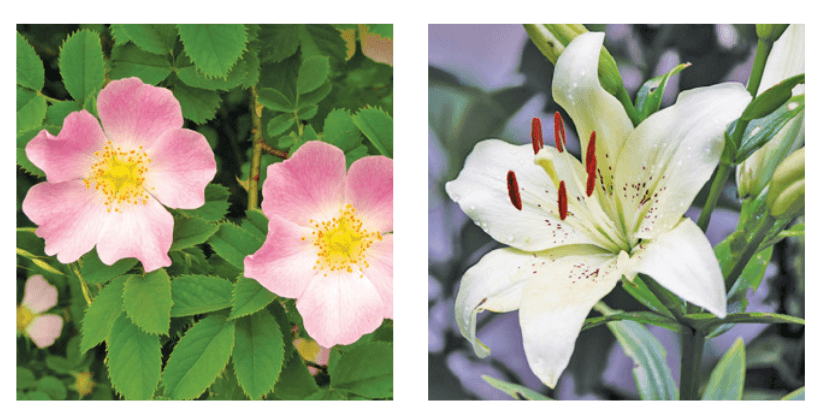 Задание рисунок 1