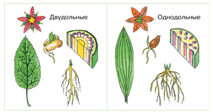 Задание рисунок 2