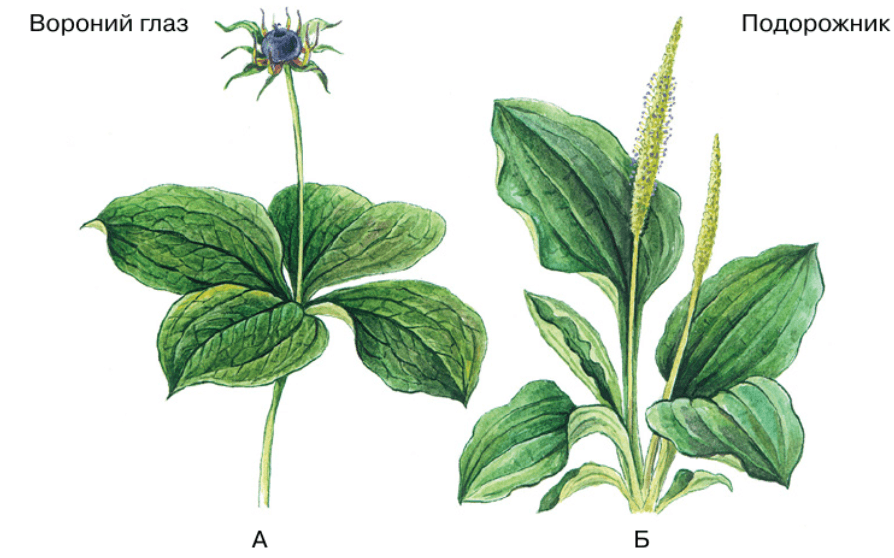 Задание рисунок 3