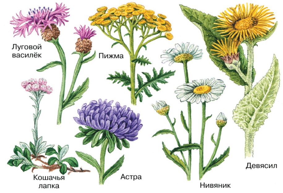 Решение рисунок 1