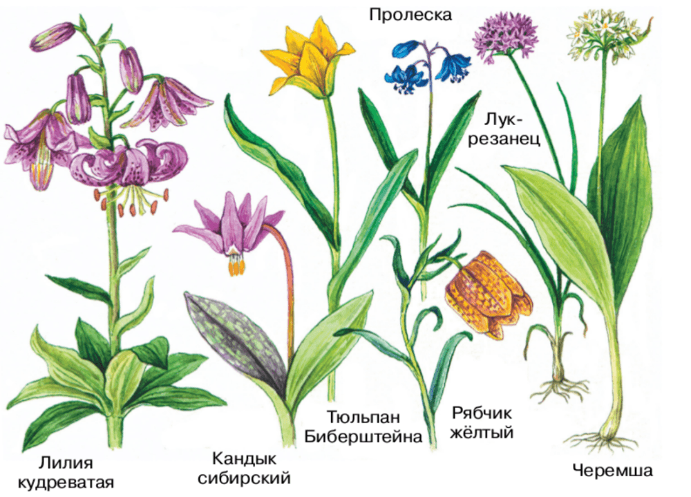 Решение рисунок 2